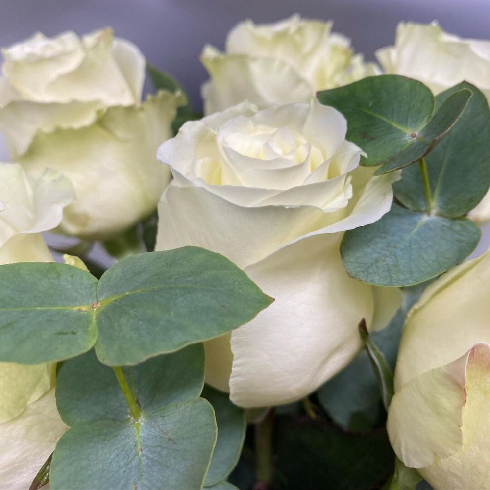 Букет цветов «Букет из 7 белых роз» - фото 2